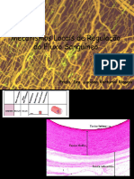 Regulacao de Fluxo Sanguineo - Biomed