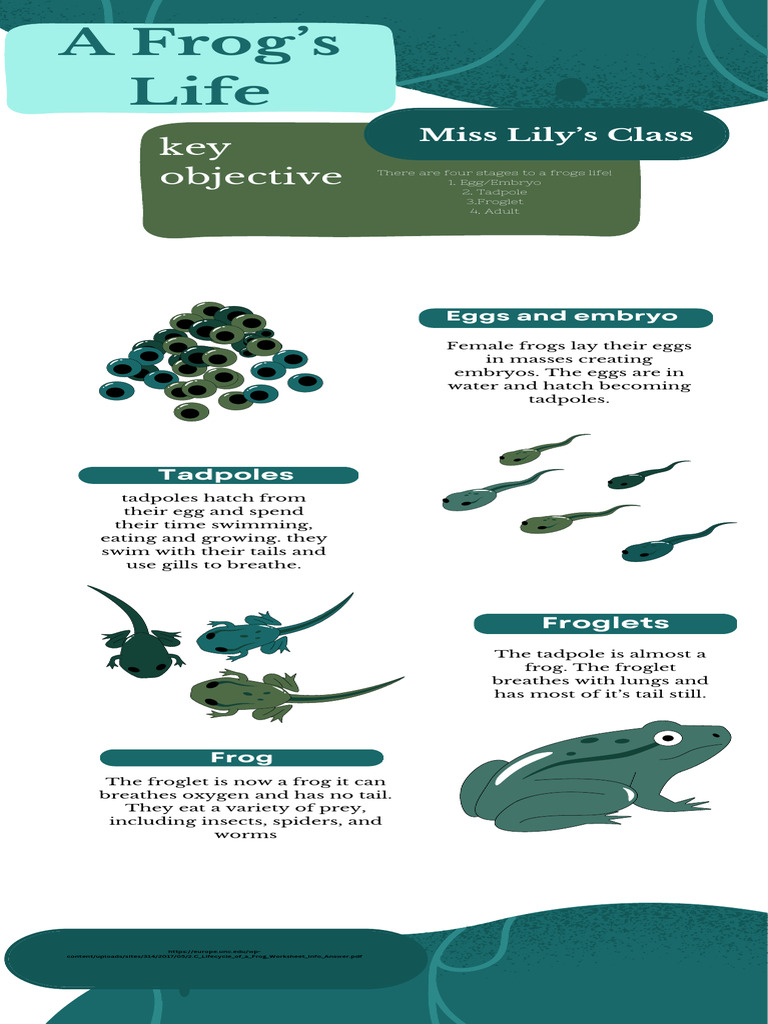 Lifecycle of A Frog | PDF | Frog | Tetrapods