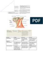 Musculos Cuello