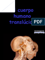 Cuerpo Humano