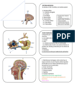 Flashcards S. Nervioso y Respiratorio