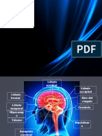 El Cerebro y Sus Partes11 2