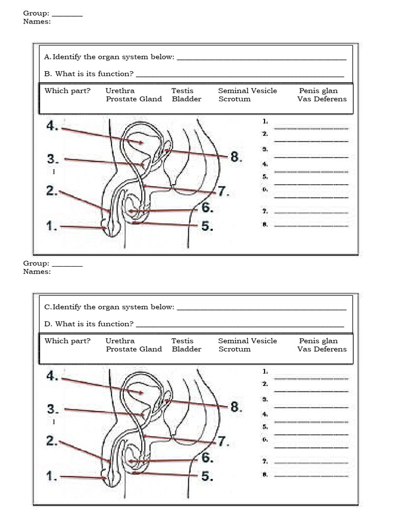 Male Reproductive System | PDF