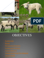 Sheep Production