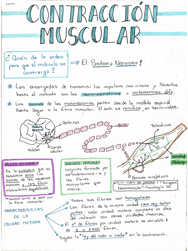 Contraccion Muscular | PDF