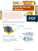 Clasificación de Las Células para Quinto Grado de Primaria