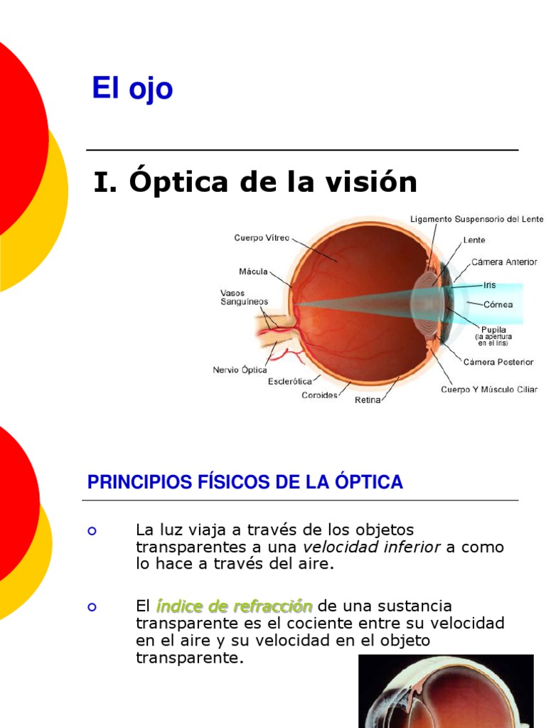 Clase15 El Ojo I Optica De La Vision Pdf Ojo Humano Percepción Visual