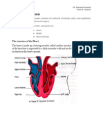 Human Circulatory System - F3