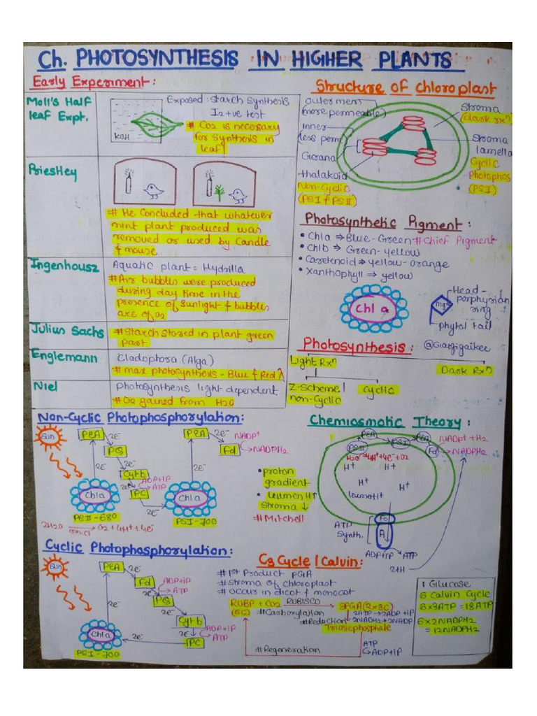 Photosynthesis in Higher Plants Class 11th Chapter 13 | PDF