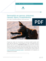 Tipos de Dermatitis en Perros - Causas, Síntomas y Tratamientos