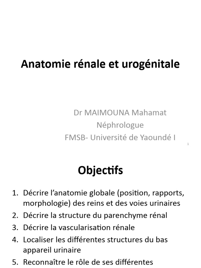 Anatomie des Reins et Voies Urinaires | PDF | Rein | Péritoine