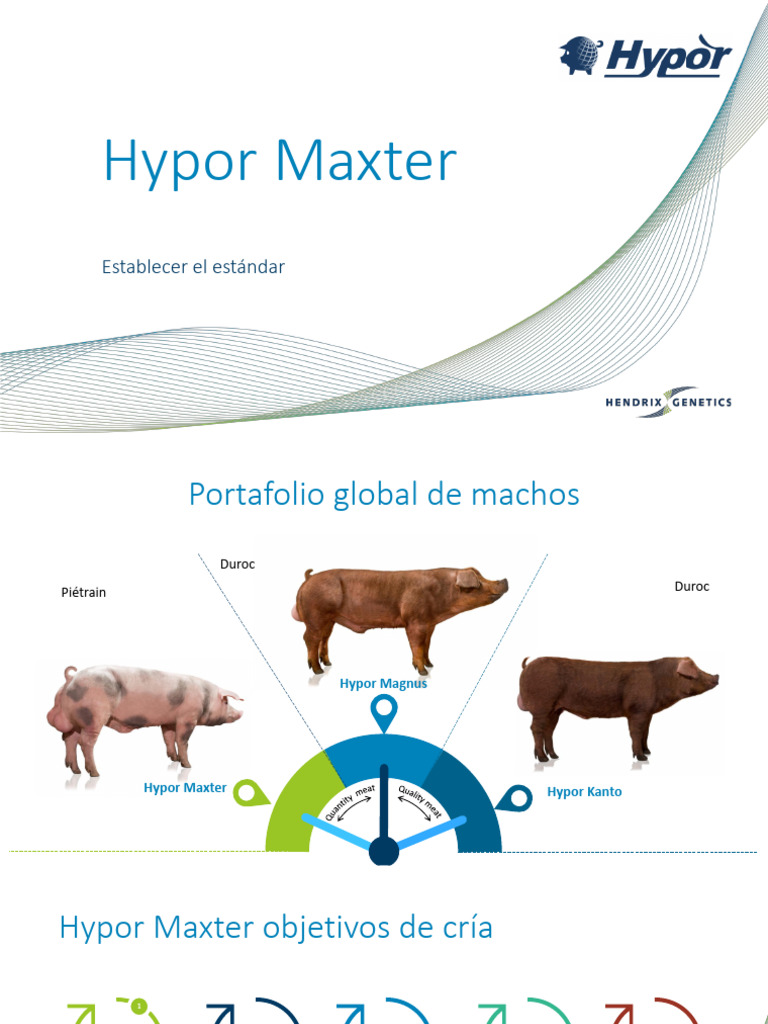 Hypor Maxter: Genética y Eficiencia en Cerdos | PDF | Carne | Matanza ...