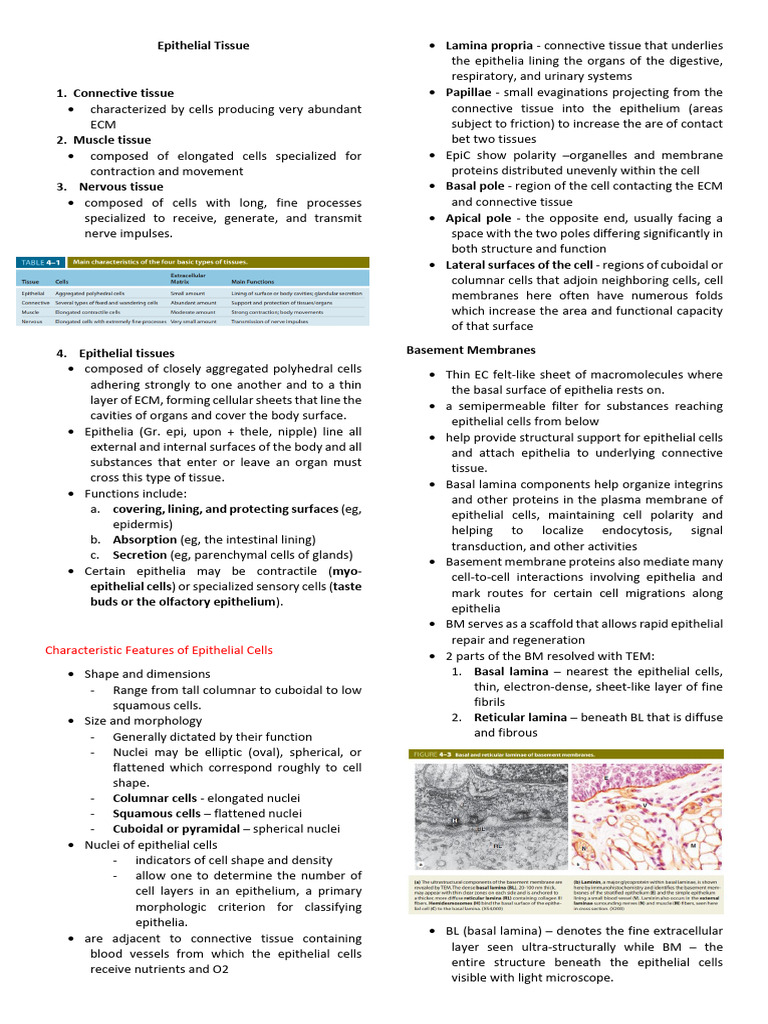 Overview of Epithelial Tissue Functions | PDF | Epithelium | Cell Adhesion