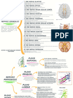 Gráfica Localización de Los Nervios Craneales y Distribución de Nervios Periféricos