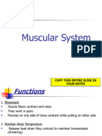 09 Muscular System Notes