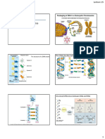 Lecture 15 - Molecular Genetics