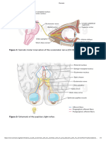 Anatomy of The Oculomotor (CN III), Trochlear (CN IV) and Abducens (CN VI) Nerves - Osmosis