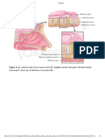 Anatomy of The Olfactory (CN I) and Optic (CN II) Nerves - Osmosis