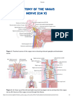 Anatomy of The Vagus Nerve (CN X) - Video & Anatomy - Osmosis