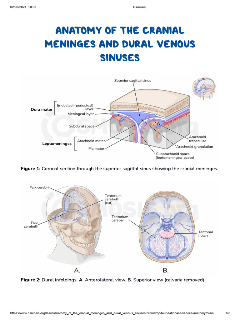 Anatomy of Cranial Meninges and Sinuses | PDF | Angiology | Human Head ...