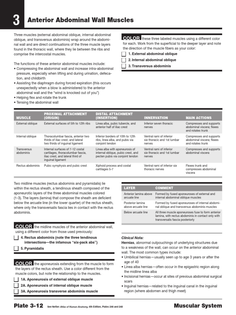 Netter's Anatomy Coloring Bookfeffsdfhuj | PDF | Abdomen ...