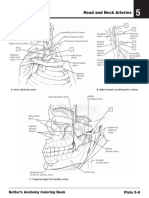 Netter's Anatomy Coloring 2345