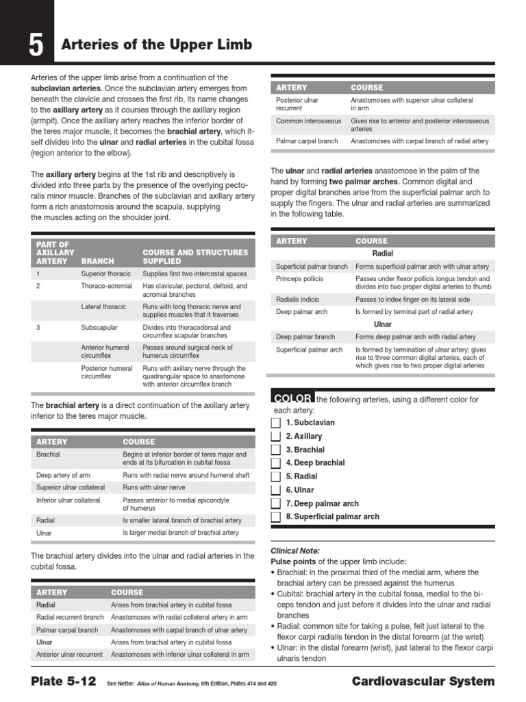 Netter's Anatomy Coloring Book 56567 | PDF