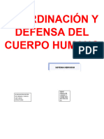 Coordinación y Defensa Del Cuerpo Humano