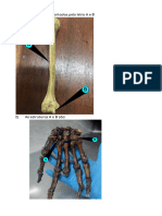 Simulado Anatomia de Membros