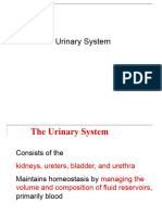 8) Urinary-System (R)