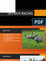 Ostrich Racing