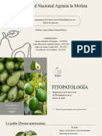 Intro-Agro - 2022-II - Importancia de La Detección de Phytophthora en Aguacate - Final