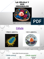 La Célula y Sus Orgánulos