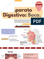 Aparato Digestivo Boca.