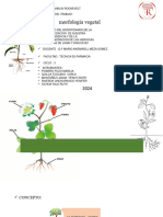 Morfologia Vegetal.