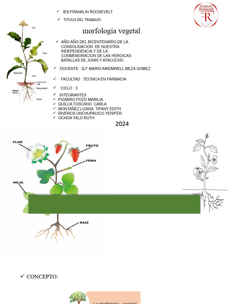 Morfologia Vegetal. | PDF | Tallo de la planta | Plantas