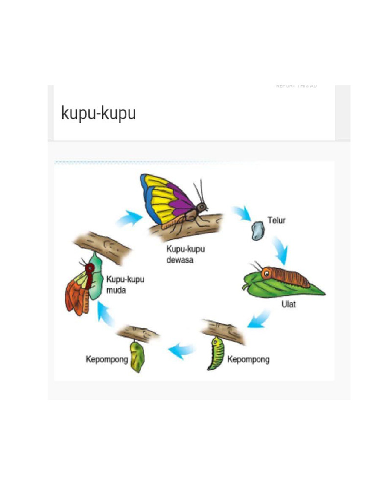 Gambar Pesanan Mas Roni | PDF
