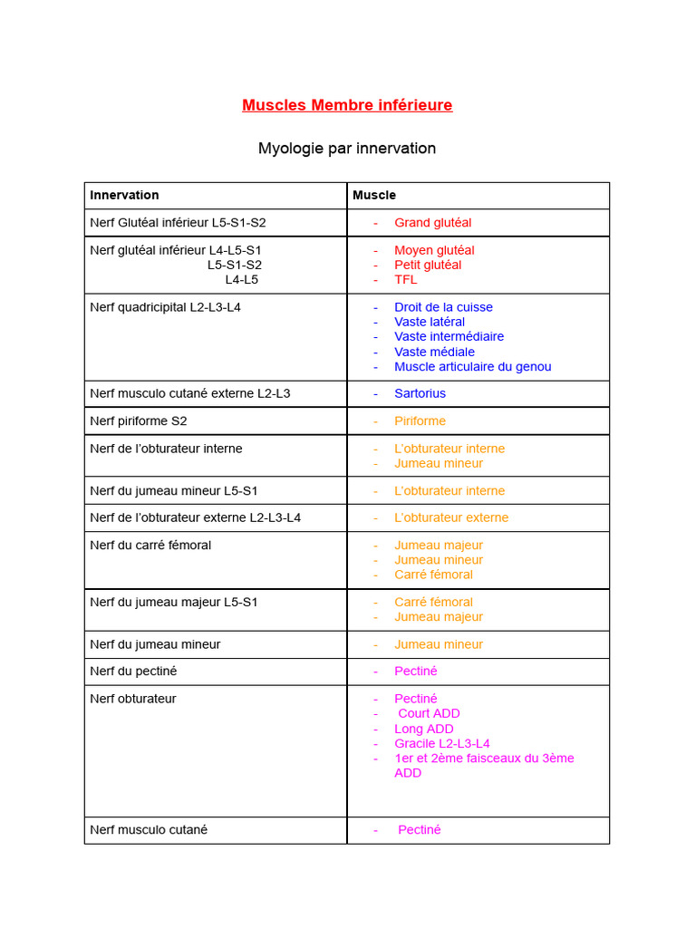 Muscles du membre inférieur et innervation | PDF