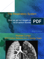 Respiratory System