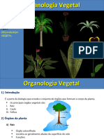 Aula - Organologia - Vegetal I
