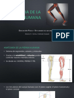 Anatomiadelapiernahumana 220814164923 d94881d2