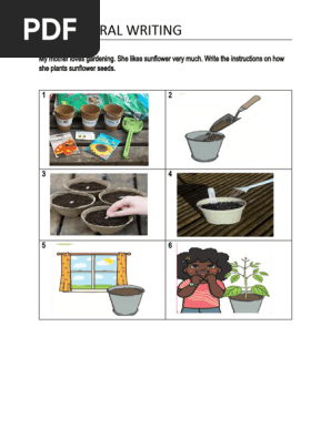 PROCEDURAL WRITING Planting sunflower seeds