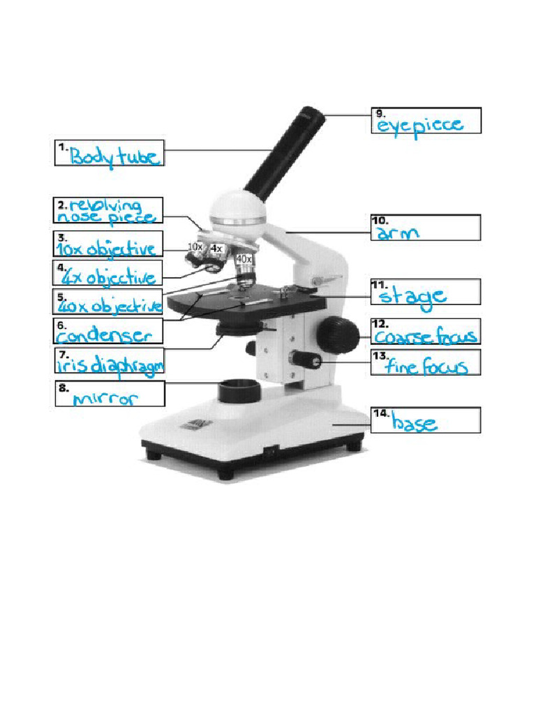 Microscope Labels PDF
