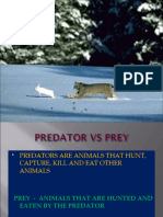 Predator Prey 1