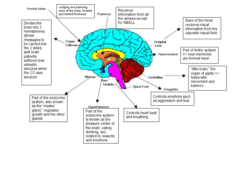 Brain Diagram | PDF