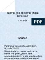 Sheep Behaviour