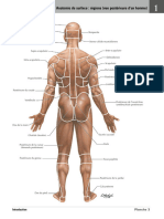 003 Anatomie de Surface - Régions (Vue Postérieure D'un Homme) - Atlas Netter 19