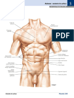 249 Abdomen - Anatomie de Surface - Atlas Netter 19