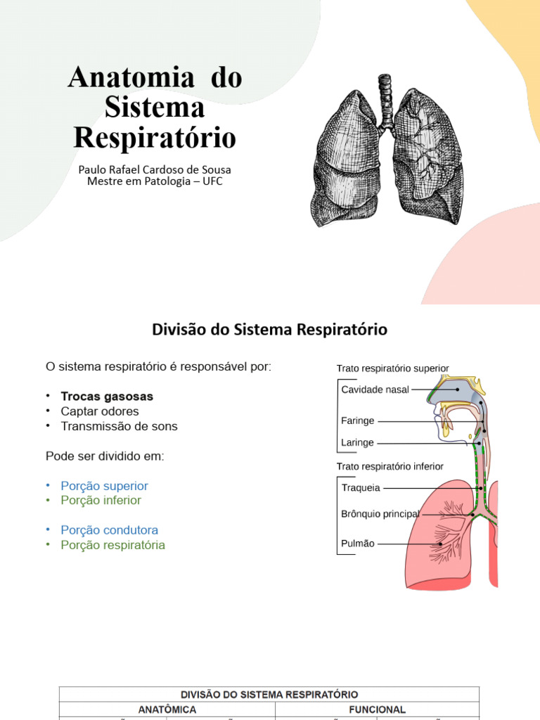 Aula 05 Anatomia Do Sistema Respiratório Pdf