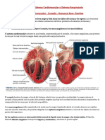 Sistema Cardiovascular - Corazón